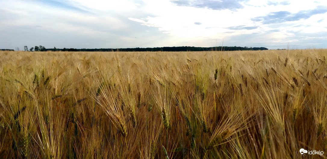 Szőkülő ősziárpa