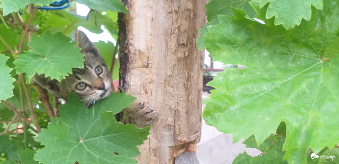 A szőlő élővilága: