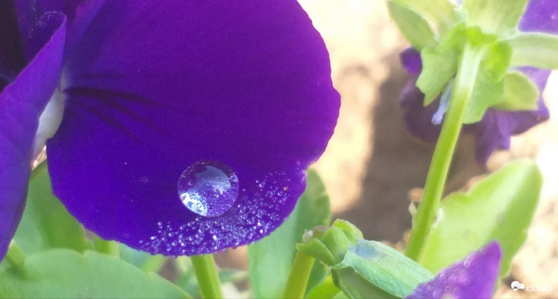 Árvácska harmatgyönggyel 