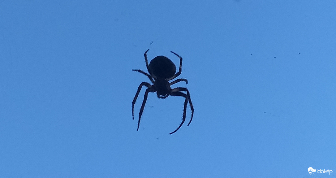 Koronás keresztespók sziluettje 