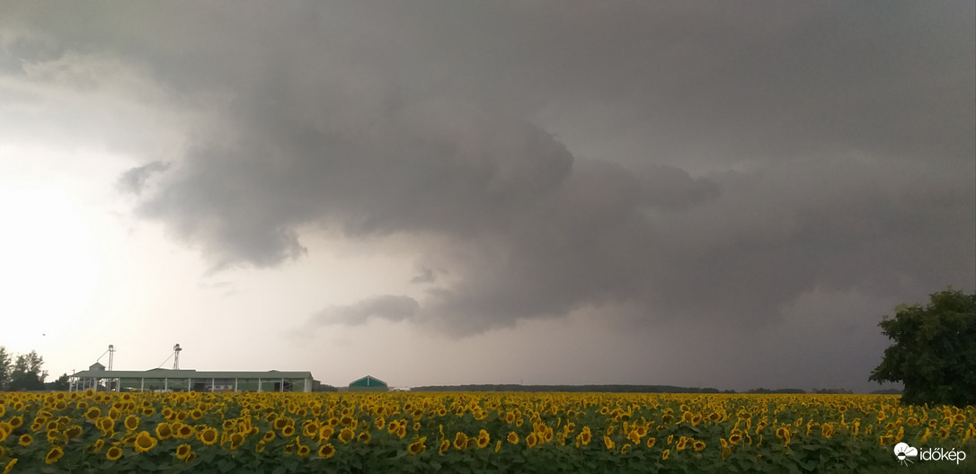 Zivatar és napraforgó 