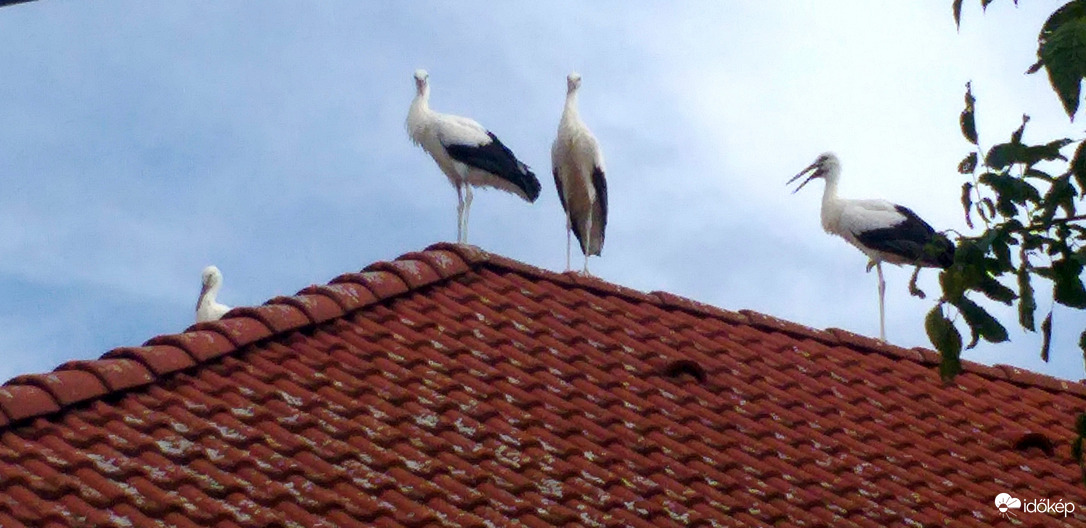 Fiatal gólyák látogatták meg az időseket Jászdózsán 