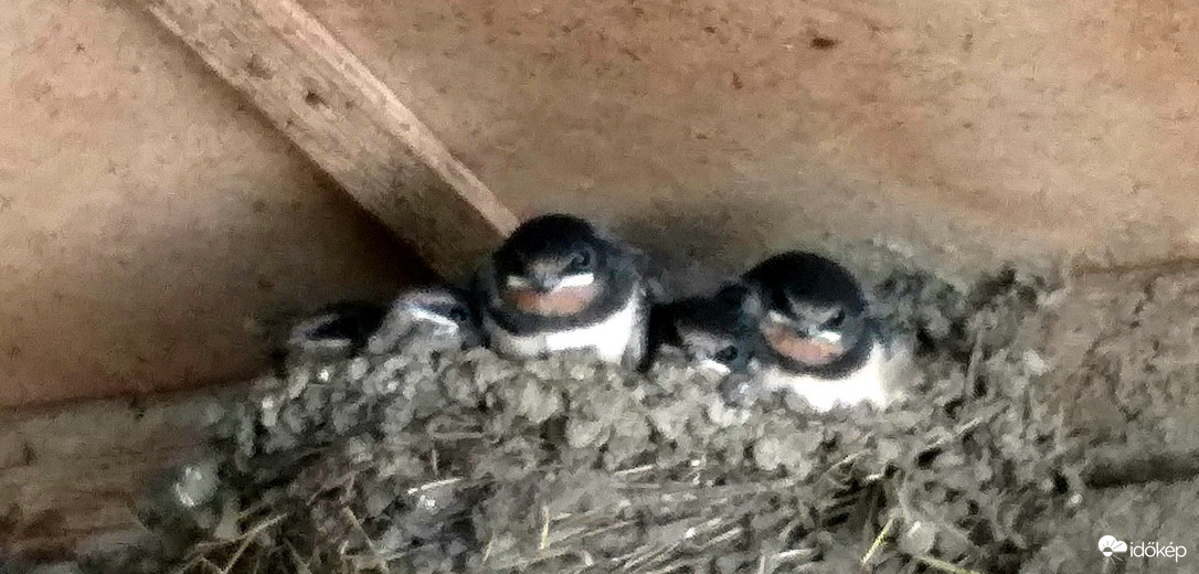 Öt kicsi füstifecske az istállóban 