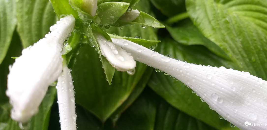 Árnyliliom zápor után 