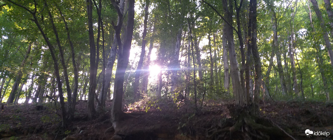 Fák között még a Nap is más!