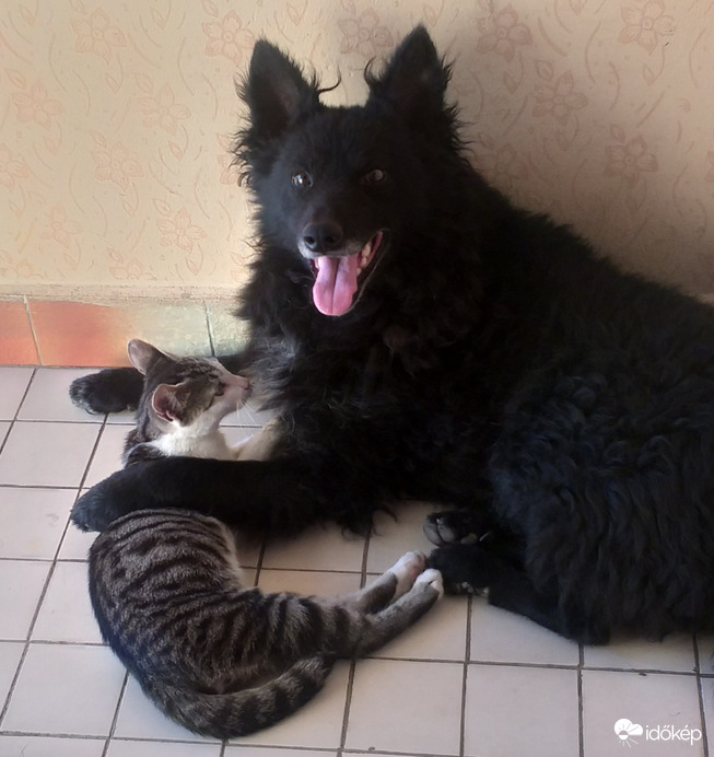 "Cica! Ne félj amíg engem látsz!" :))