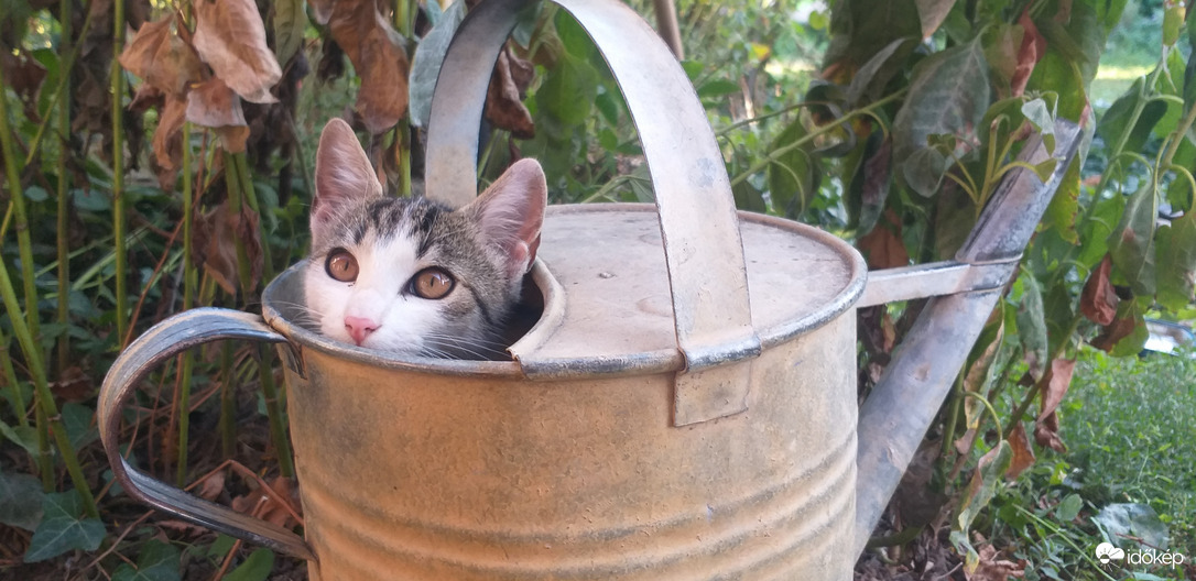 "Paranormális jelenségek"; amikor már túl régen volt eső:)