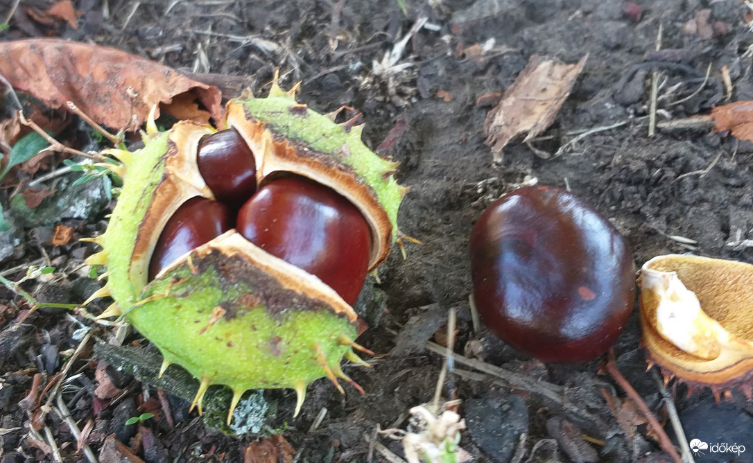 Három kicsi gesztenye "született"