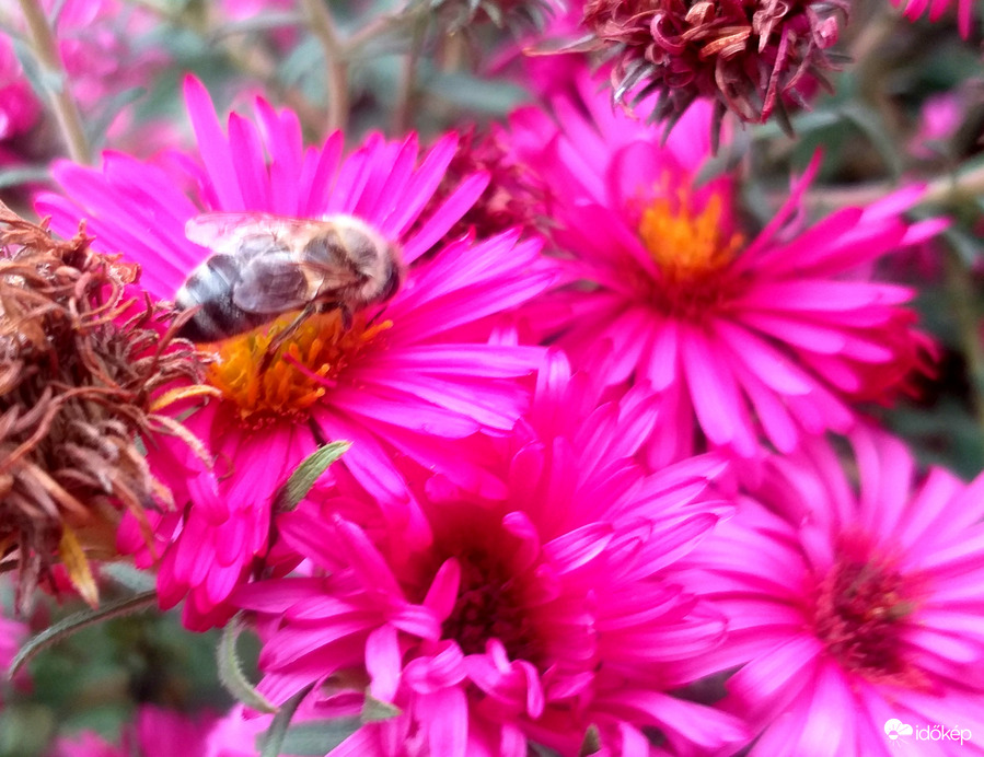 A virágok ősszel is szépek