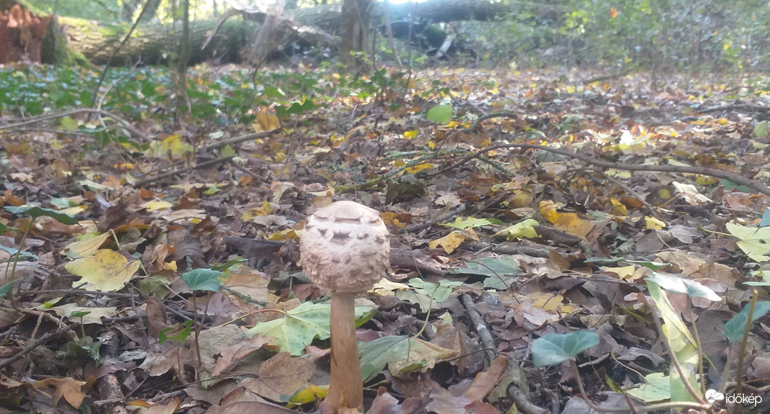 Olyan szép ma az idő! Még a gombák is előbújtak 