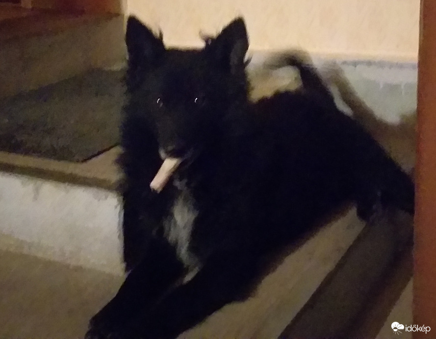 Egy kis szieszta az esti őrjárat előtt 