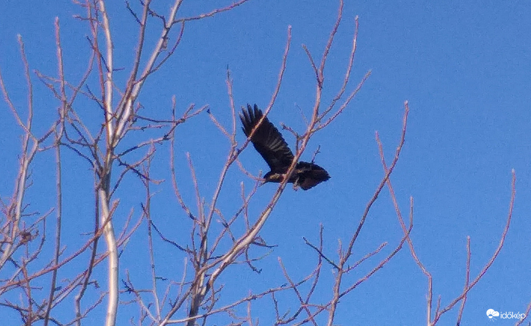 Vetési varjú röptében 