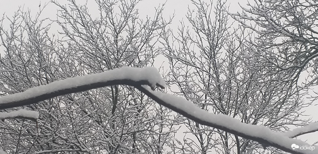 Ül az ágon a fehérség...