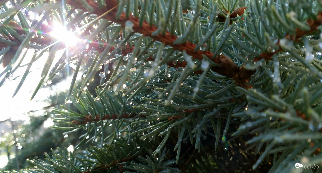 Fenyőág napfényben 