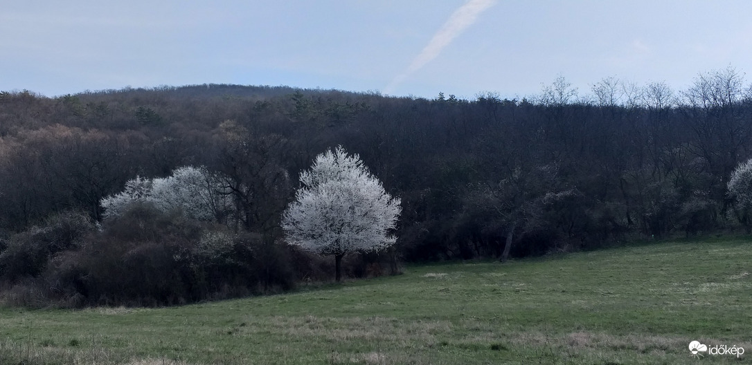 Ébredező mátrai erdő 