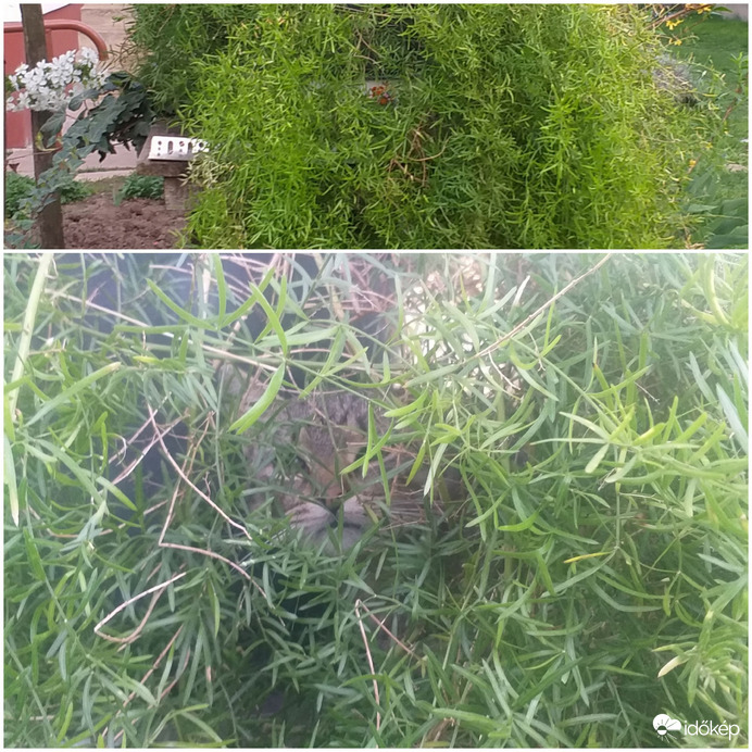 Mégis kit rejteget a kihelyezett aszparágusz?? :))