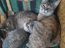 Lustálkodó macskák