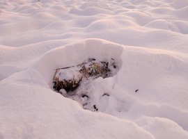 A nyúl vacka a hóban