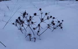 Kemény "fűből" faragták!