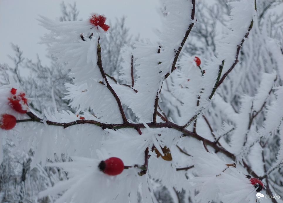 Egy kis színt a fagyos világba!