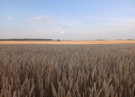 Búzamezők 