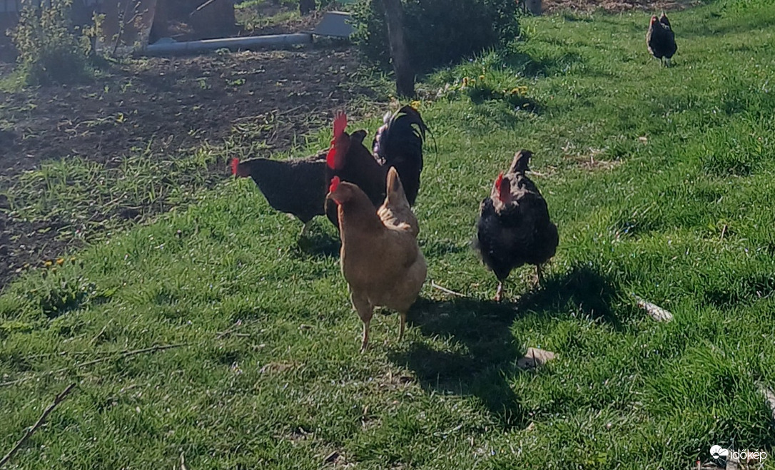 Együtt sétálni jó 