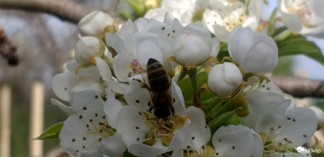 A körtefa csodája