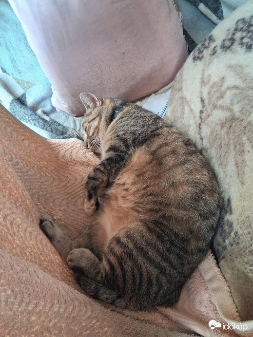 Csobánka