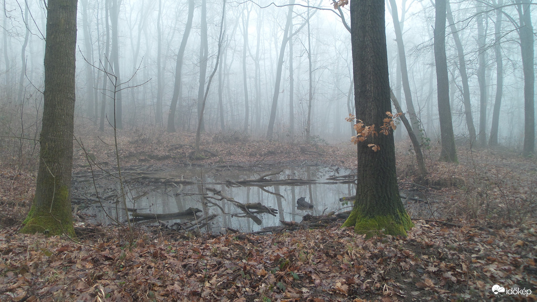 erdei-tó
