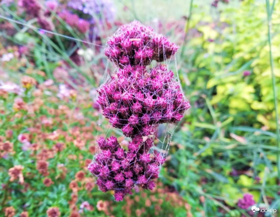 a behálózott ernyős verbéna