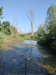 Dráva 