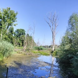 Dráva 