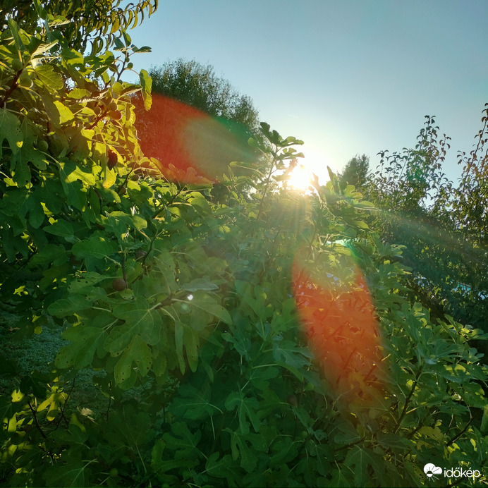 Ízletes gyümölcs csemege 