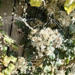 Pókhálóval szőtt virág 