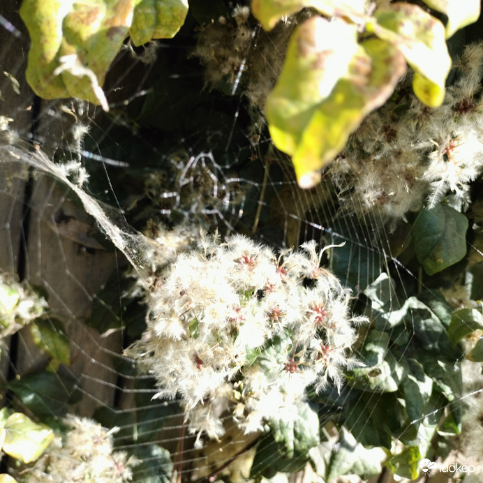 A pókhálóval védett virág 