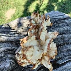 Egy újabb gyönyörűség