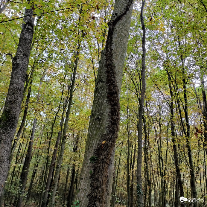 Természet érdekességei 