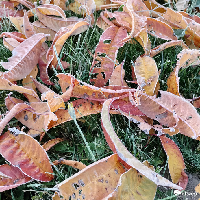 Csodálatos őszi szín 