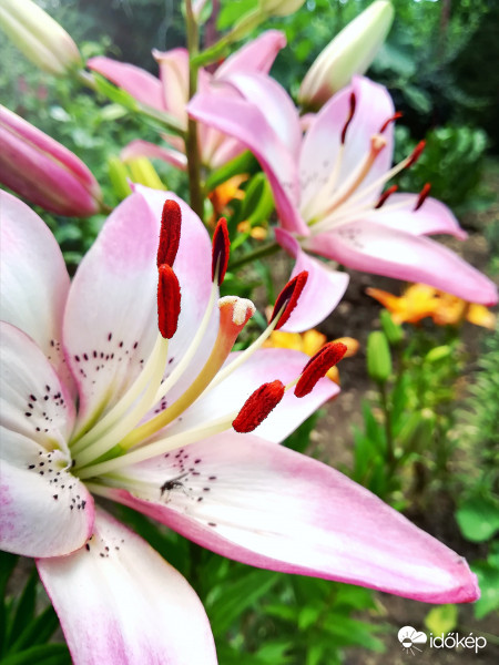 Liliomok :) 