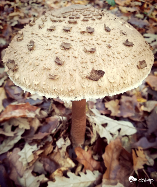 Őzlábgomba :) 