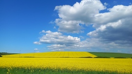 Repce mező