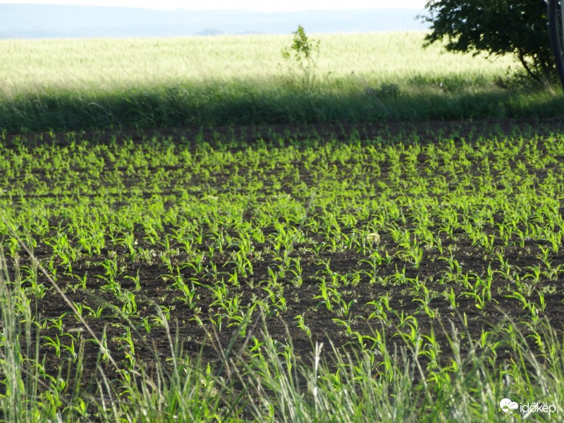 Kukorica-figyelő 2355