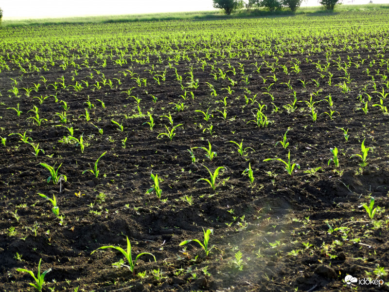 A kukorica élete - 2356