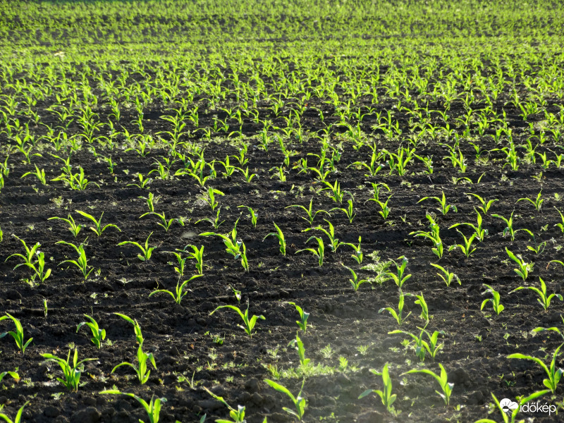 A kukorica élete - 2360