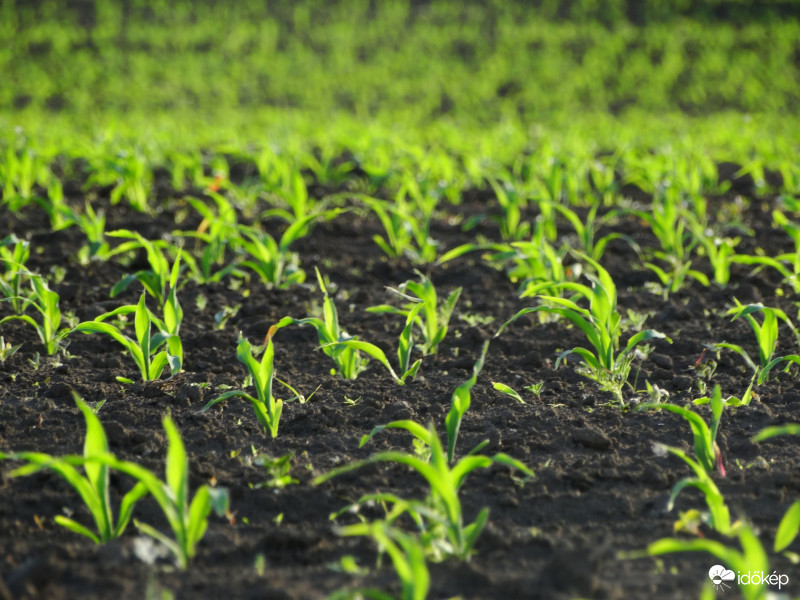 A kukorica élete - 2362
