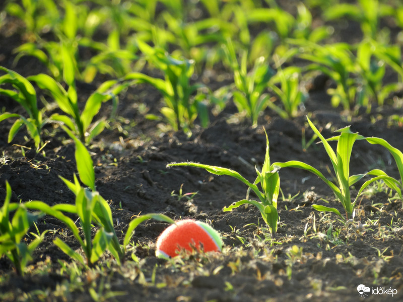 A kukorica élete - 2529