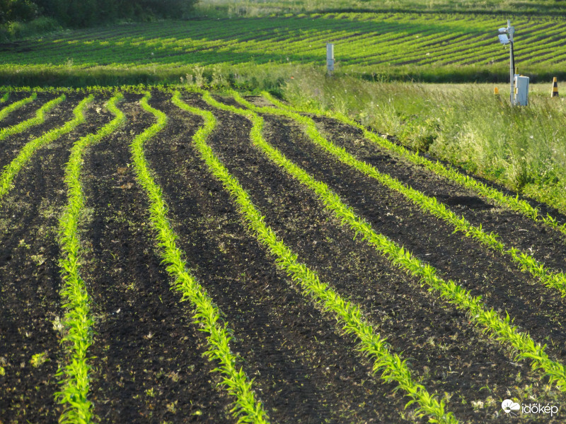 A kukorica élete - 2550