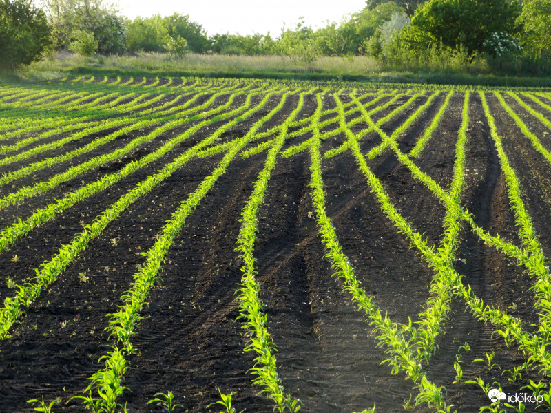 A kukorica élete - 2556