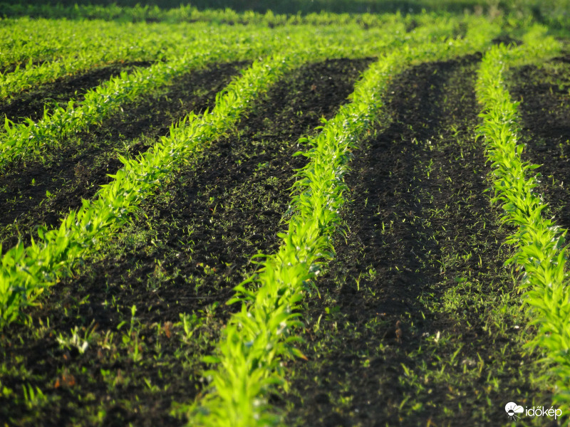 A kukorica élete - 2653