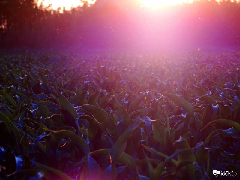 A kukorica élete - 2924